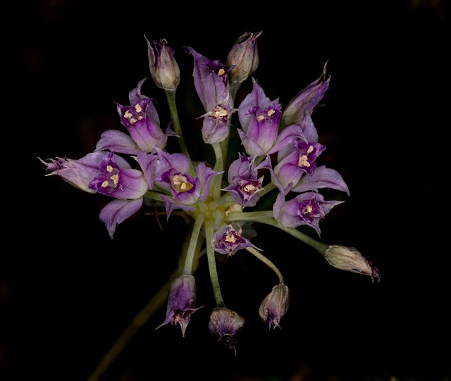 056Allium acuminatum 19-5639.jpg